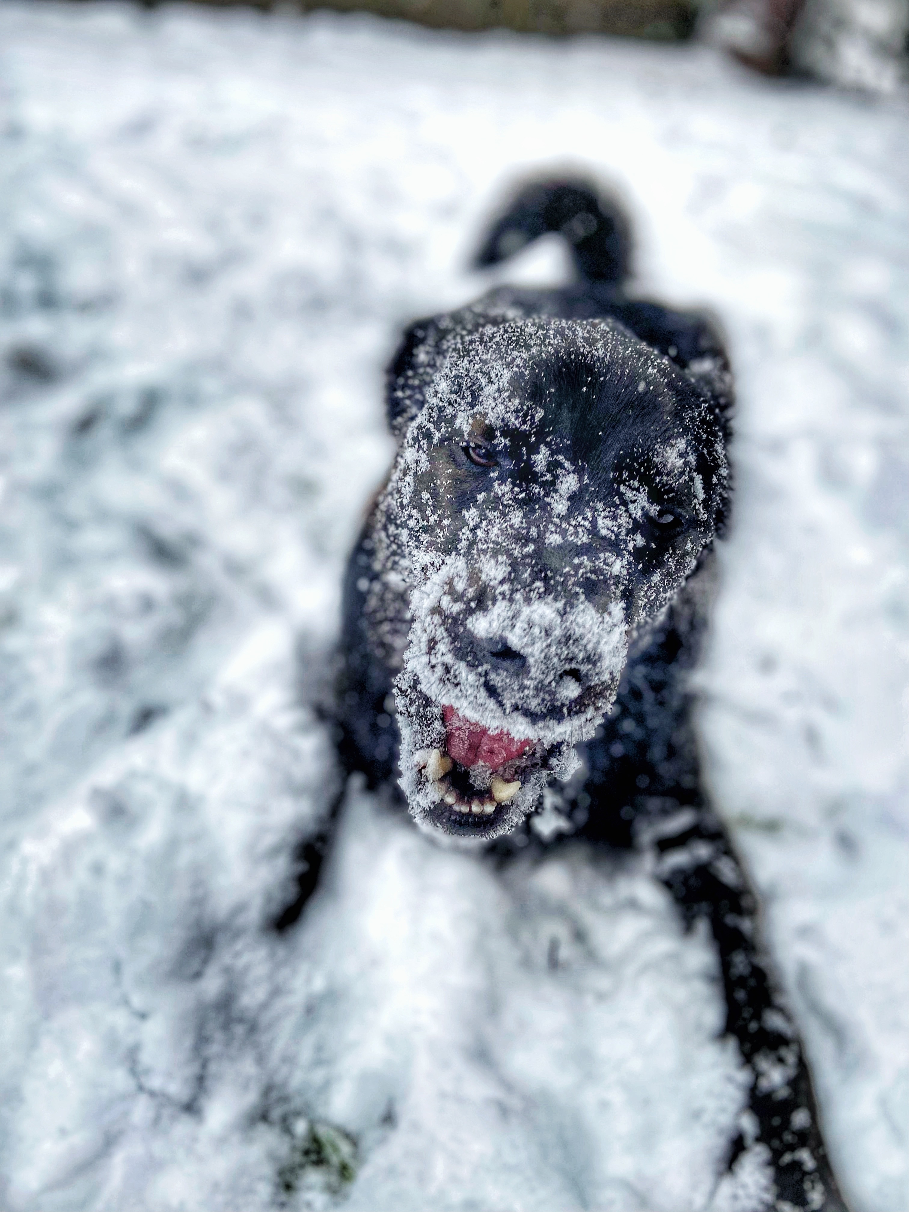 black dog with snow stuck to the fur on his face
